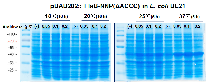 FlaB-NP(ΔACCC), FlaB-NNP(ΔACCC) 발현 균주의 최적 발현 조건 확인