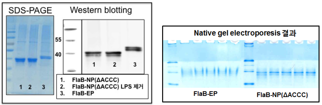 FlaB-EP와 FlaB-NP(ΔACCC)의 생화학적 특성 비교