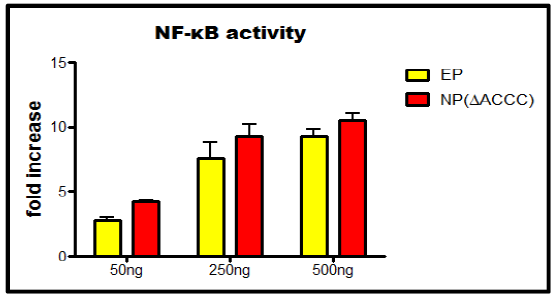 FlaB-NP(ΔACCC)와 FlaB-EP의 NF-kB 자극 활성 비교