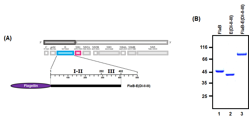 플라젤린-바이러스 백신항원 융합 재조합 단백질 FlaB-E(DI-II-III) 순수정제.