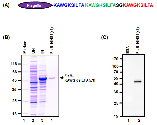 플라젤린-바이러스 펩타이드 항원융합 재조합 단백질 (FlaB-KAWGKSILFA(x3)) 발현 및 정제.