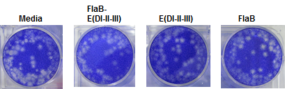 PRNT assay을 이용하여 FlaB-E(DI-II-III), E(DI-II-III), FlaB의 항바이러스 효과 조사.