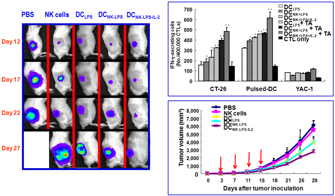 Balb/c 마우스에서 대장암 xenograft 종양모델을 이용하여 활성화된 NK세포와 공조배양하여 유도된 강력한 수지상세포의 치료효과를 입증하였음.