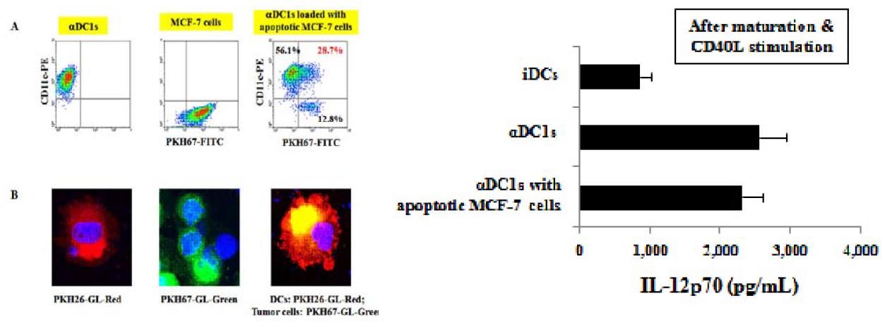 유방암 세포주에 대한 강력한 수지상세포의 antigen uptake 및 IL-12p70 분비.