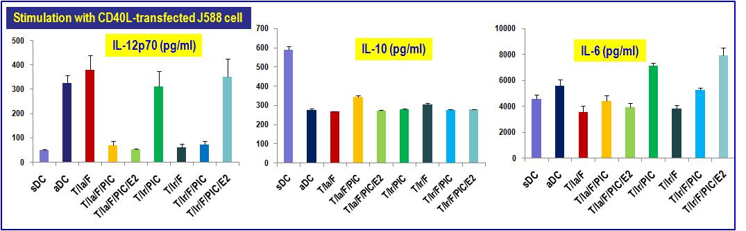 수지상세포가 CD40L-transfected J558 세포 자극시에 생산하는 cytokine의 발현.