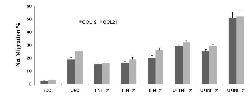 URC와 IFN-gamma 등의 조합을 이용하여 유도된 성숙 수지상세포의 CCL19 및 CCL21 분비량 비교.