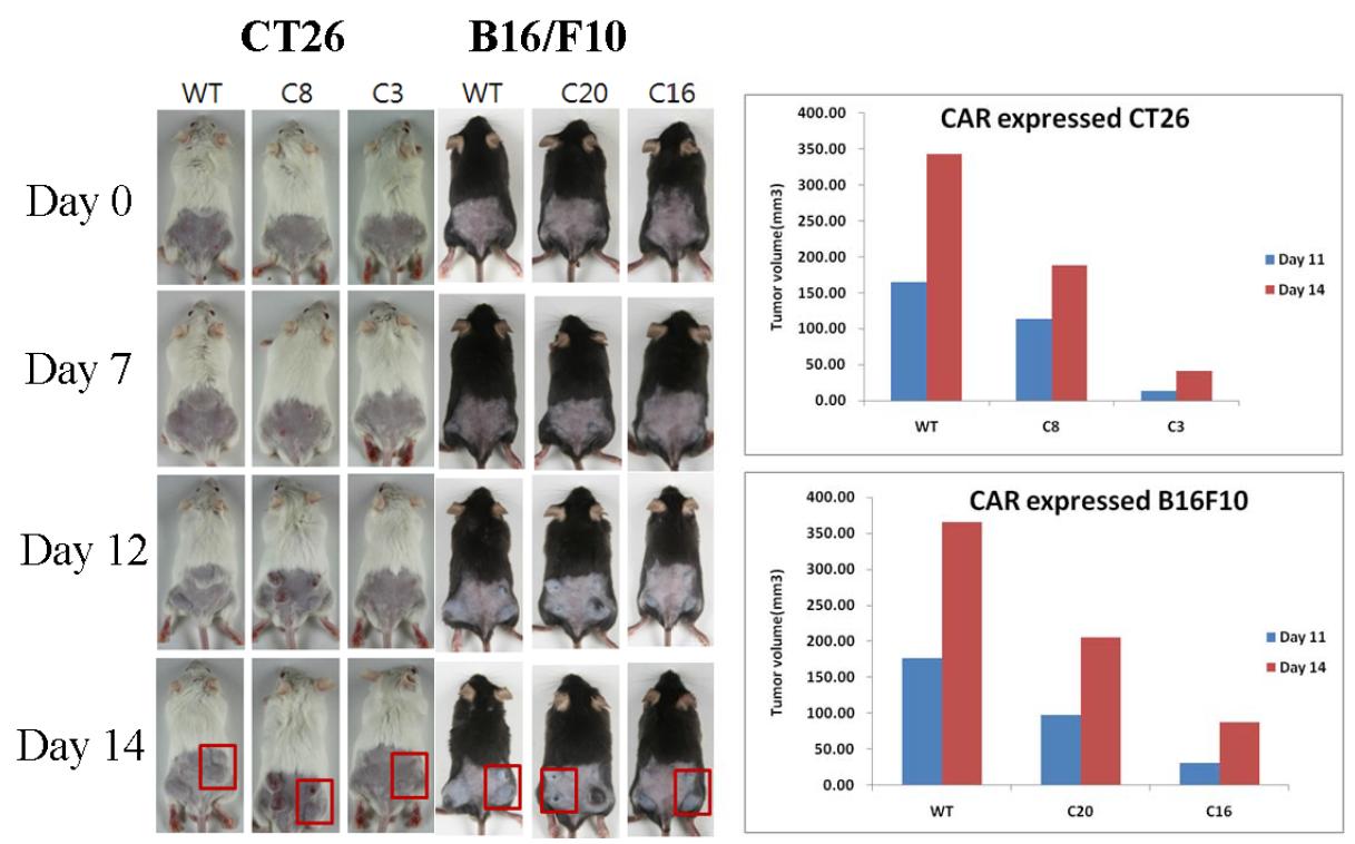 The antitumor effect of CAR in subcutaneous mouse model.