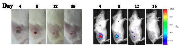 생쥐종양모델에서 리포터 유전자 표적화