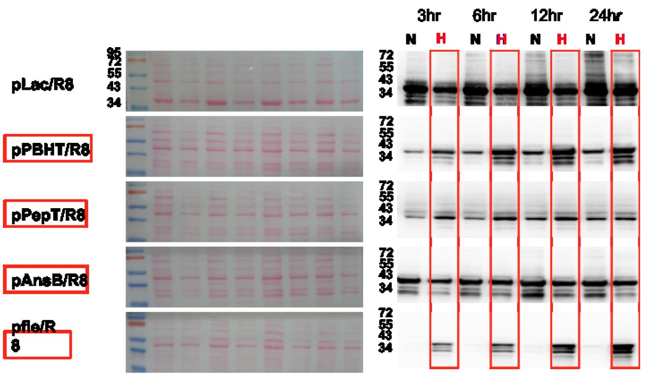 각각의 hypoxia promoter에서 유도되는 리포터 단백질을 Western blotting으로 확인