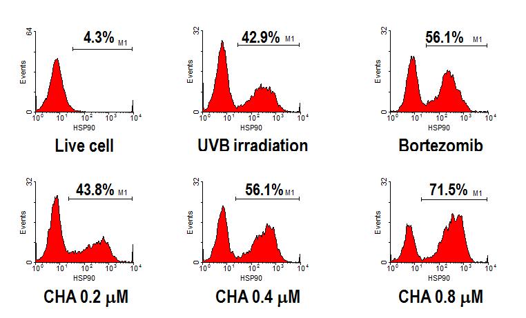Chaetocin (CHA)으로 전처치한 다발성골수종 세포에서 HSP-90의 발현이 농도 의존적으로 현저하게 증가됨을 확인하였음.