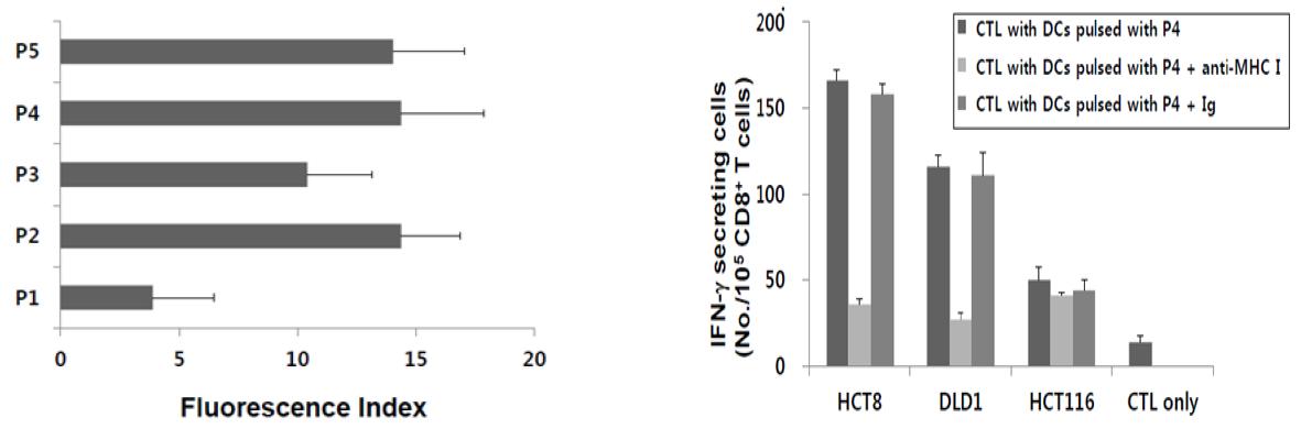항원성이 높은 후보 AGR2 펩티드를 제조하여 MHC-1에 대하여 친화도 분석을 통하여 P2, P4, P5 후보 펩티드를 선정하였음 (왼쪽 그림).