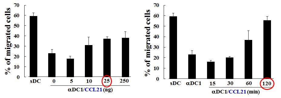 케모카인 CCL21을 제1형으로 극성화시킨 수지상세포에 부가하였을 때 농도와 시간 의존적으로 수지상세포의 이동성이 증진함을 보여 주었음.