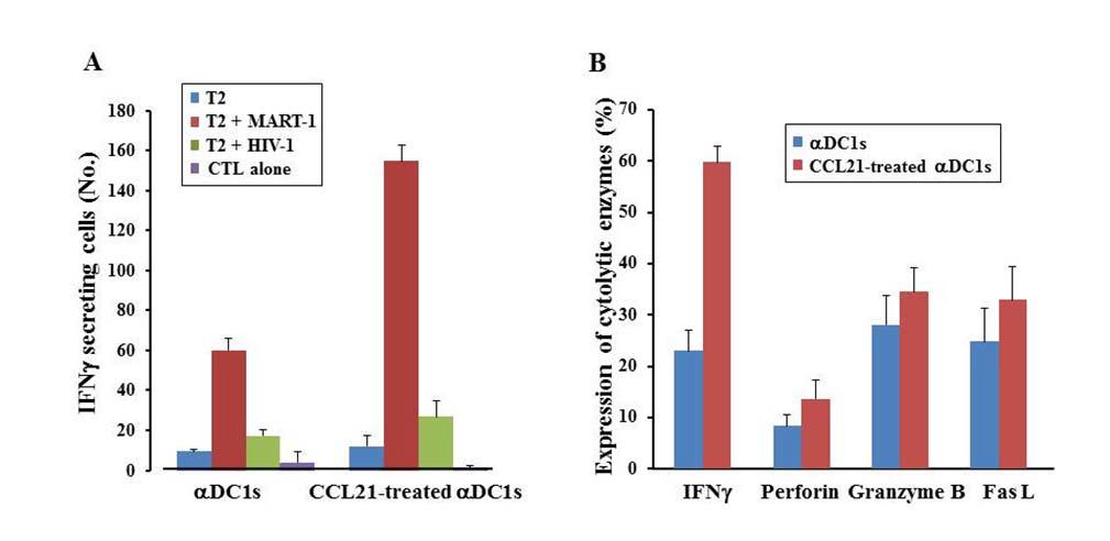 케모카인 CCL21이 부가되어 제조된 수지상세포가 제1형으로 극성화시킨 수지상세포에 비하여 보다 강력한 종양항원-특이 세포독성 T 림프구 반응을 유도하였으며, 국내특허 (10-1083404, 10-1117186)에 등록되었음.