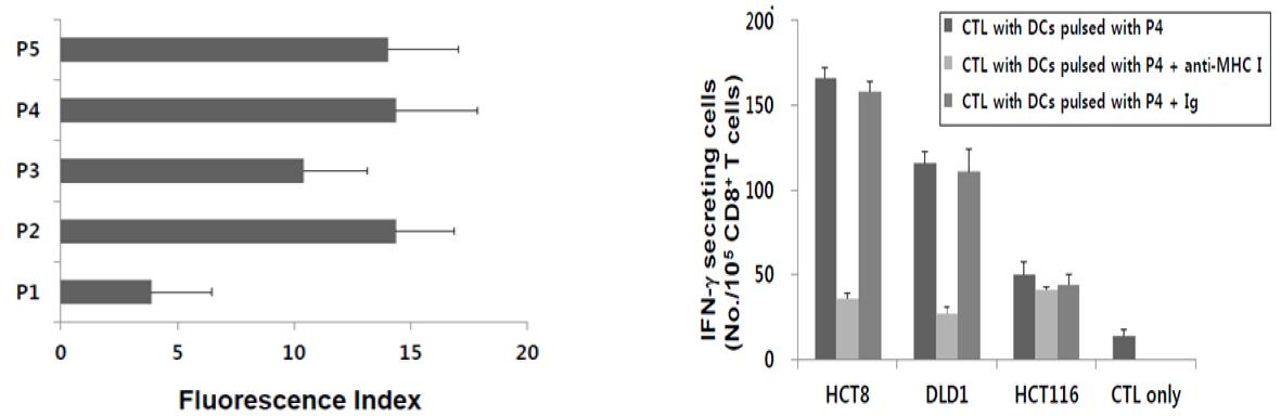 항원성이 높은 후보 AGR2 펩티드를 제조하여 MHC-1에 대하여 친화도 분석을 통하여 P2, P4, P5 후보 펩티드를 선정하였음 (왼쪽 그림).