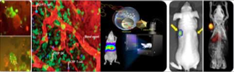 αvβ3 integrin을 발현하는 종양세포를 표적한 rgd 펩타이드를 발현하는 약독화 살모넬라의 광학영상 소견
