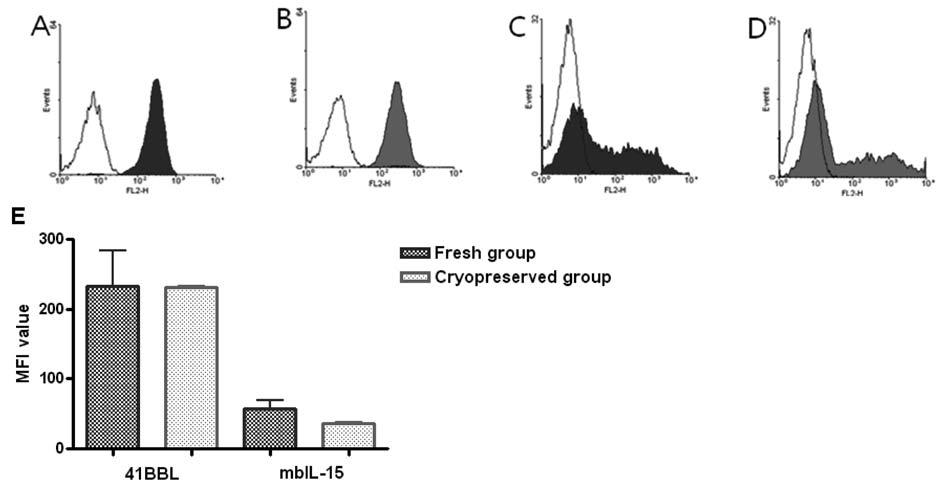fresh한 K562-mb15-41BB feeder cell과 cryopreserved K562-mb15-41BB feeder cell에서 4-1 BB 리간드와 막-결합성 IL-15의 발현을 비교하였을 때, 두 그룹간에 차이를 보이지 않았음.