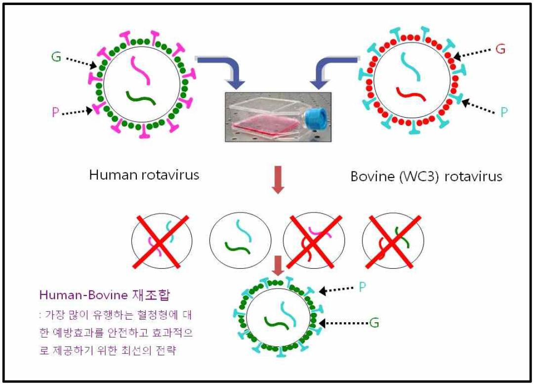 로타바이러스 재조합 방법