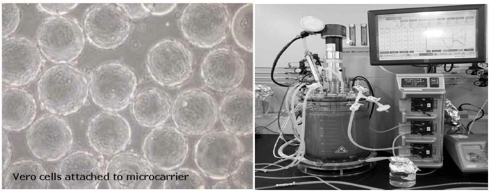 세포 배양 시 사용되는 Microcarrier와 Bioreactor