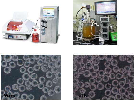 Bioreactor 종류에 따른 세포 성장 비교