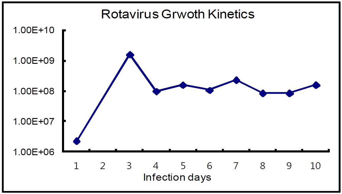 로타바이러스 TCID50 측정에 따른 바이러스 증식 확인