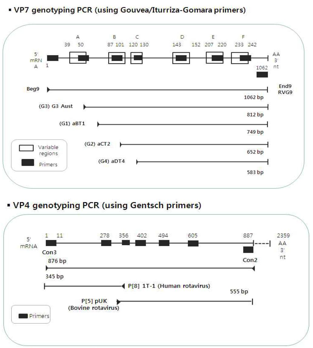 로타바이러스 유전자형 분석 시 사용하는 multiplex semi-nested RT-PCR 모식도