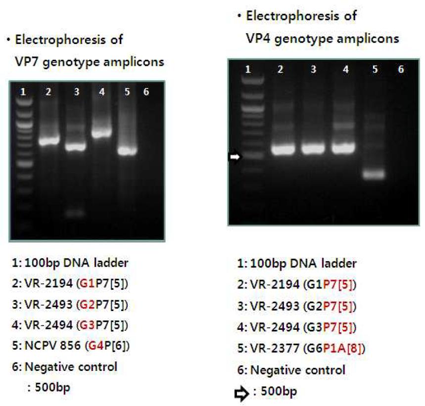 VP7 과 VP4 유전자 증폭을 통한 혈청형 확인