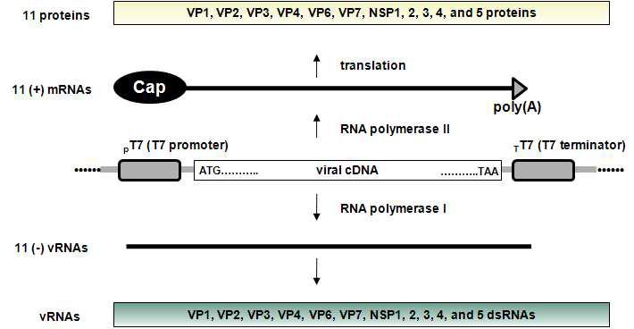Rotavirus 복제 시 viral RNA와 mRNA의 합성 과정