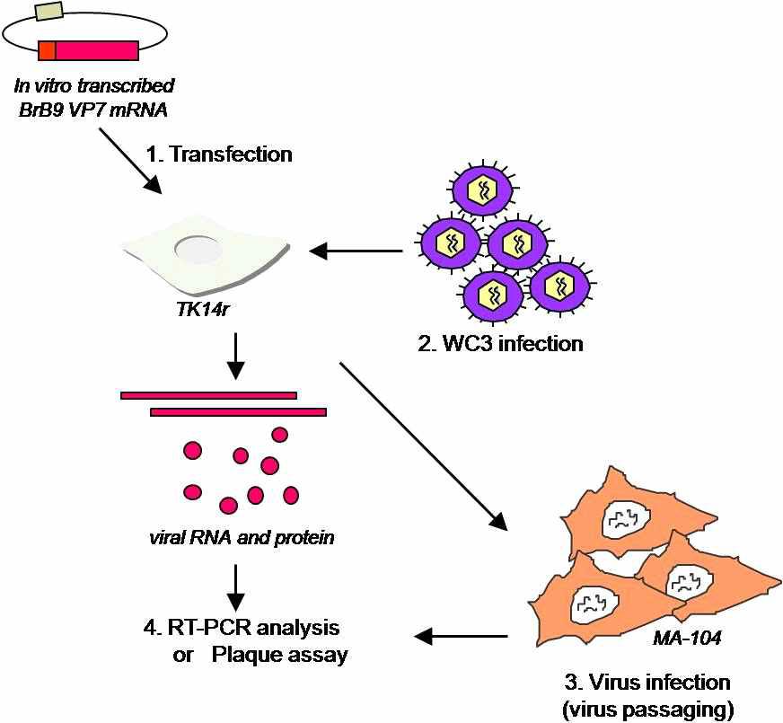 재조합 로타바이러스 제작을 위한 Reverse genetic method 모식도.