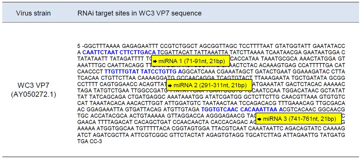WC3 억제를 위한 RNAi target sequence 선별.