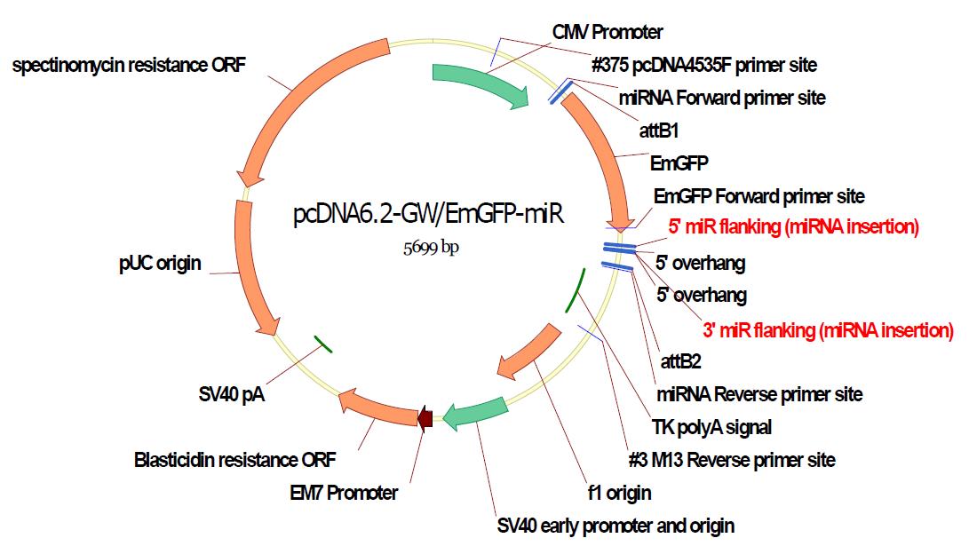 RNAi 발현을 위한 miRNA 도입 vector