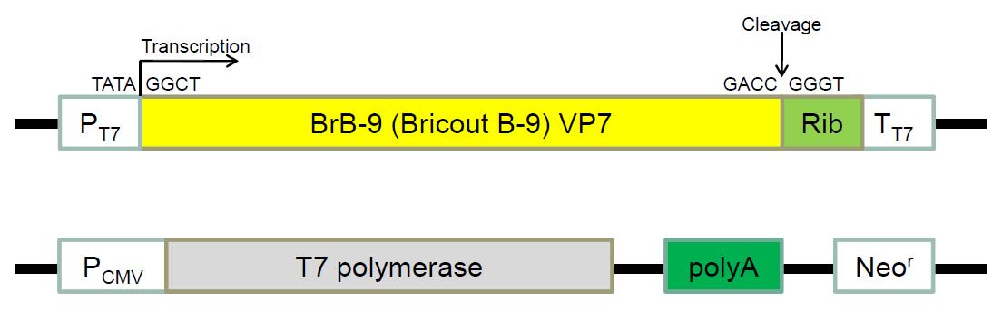 BrB-9 VP7 및 T7 RNA polymerase 발현 유전자 구성.