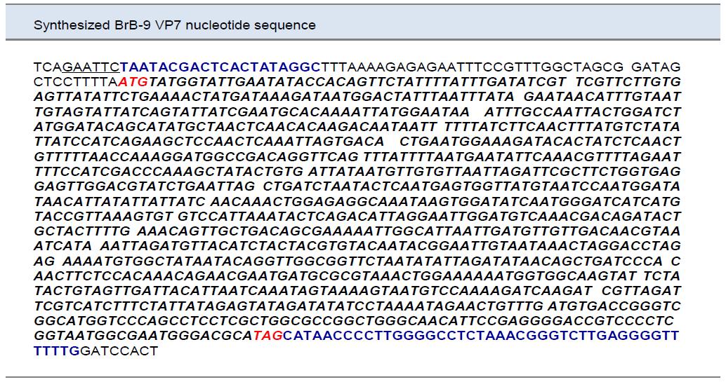 합성된 Human BrB-9 VP7 (Segment 9)의 염기서열.