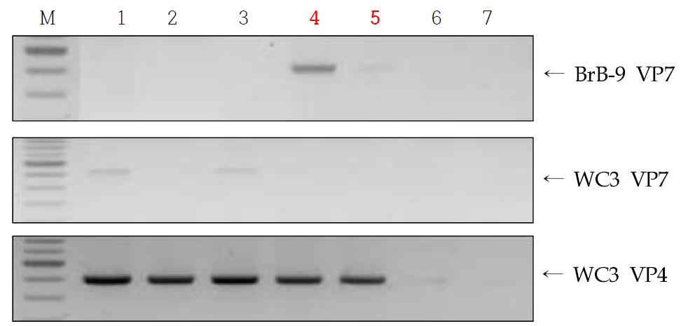 Reassortant 제작 확인을 위한 RT-PCR 분석.