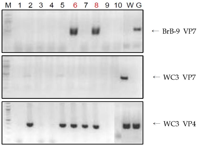 G4 reassortant candidates 선별을 위한 RT-PCR 분석.