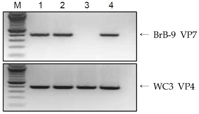 RT-PCR을 이용한 G4 reassortant의 확인.