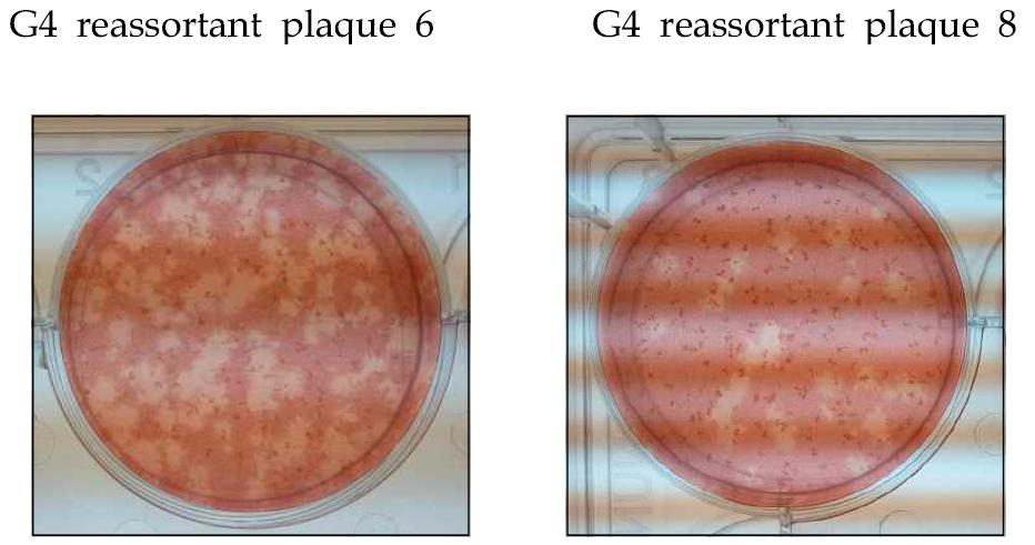 Reverse genetic method로 제조된 two G4 reassortants 의 plaque 형성