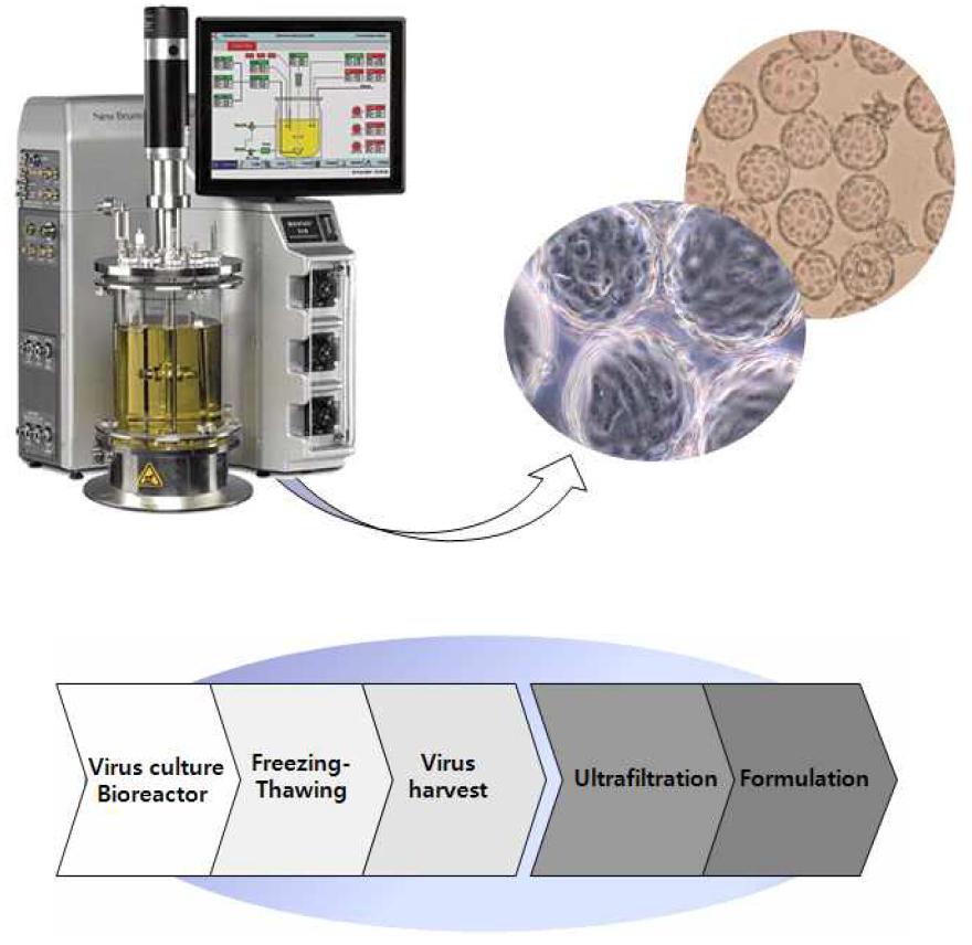 Bioreactor를 이용 Microcarrier-Vero세포주 배양 및 정제 공정 흐름도