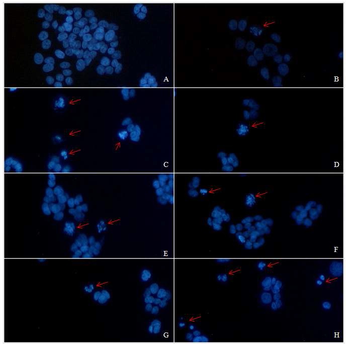 Fig. 31. GEAP products-induced apoptosis. The panel shows a representative4`,6-diamidino-2-phenylindole (DAPI) staining of HT-29 cells after 24 h treatment with GEAP.5-FU(B) as a comparison, GEAP-4 (C), GEAP-5 (D), GEAP-6 (E), GEAP-8 (F), GEAP-9 (G) andGEAP-10(H), both all were shown severe apoptosis compared with Control group (A). Red arrows pointto apoptotic bodies with condensed chromatin typical of cells undergoing apoptosis were observed byfluorescence microscopy