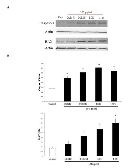 Fig. 38. The effect of GEs on pro-apoptosis proteins expression in HT29 cell line using western blot analysis