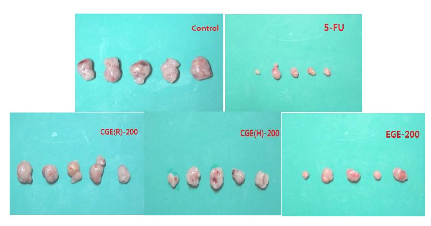 Fig. 41. Images of mouse tumor after removing.