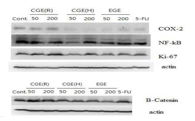 Fig. 43. COX-2, NF-kB, Ki-67 and b-Catenin expression in mouse tumor tissue
