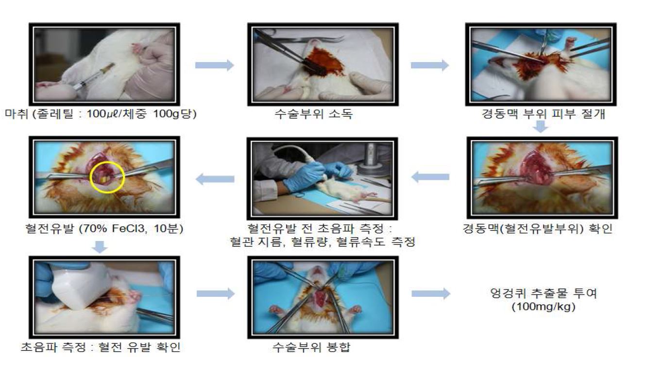 그림 52. FeCl3를 이용한 경동맥 혈전 유발 동물모델 제작 과정