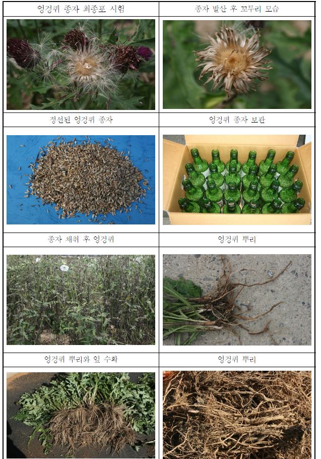 그림 2. 엉겅퀴 수확 및 건조과정 현황.