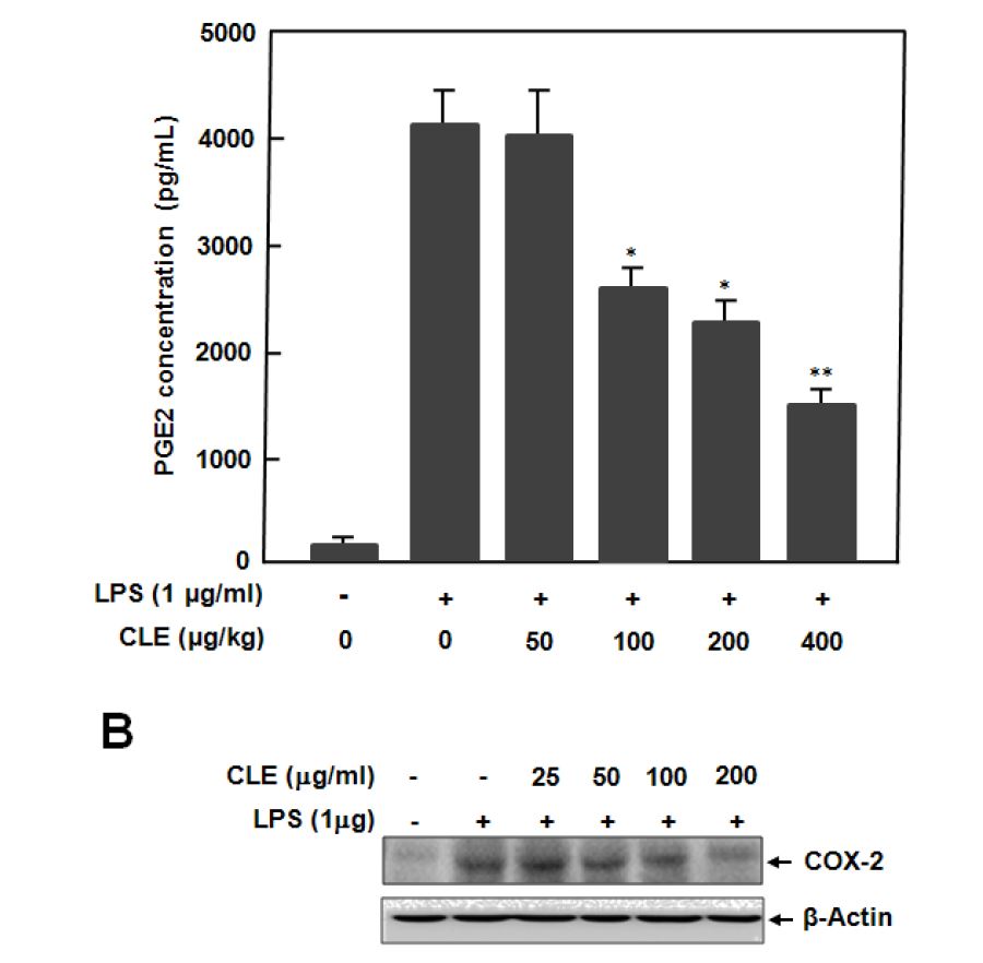 그림 22. LPS 유도 RAW 264.7의 PGE2 생성 및 COX-2 발현에 미치는 엉겅퀴 잎 추출물의 억제효과