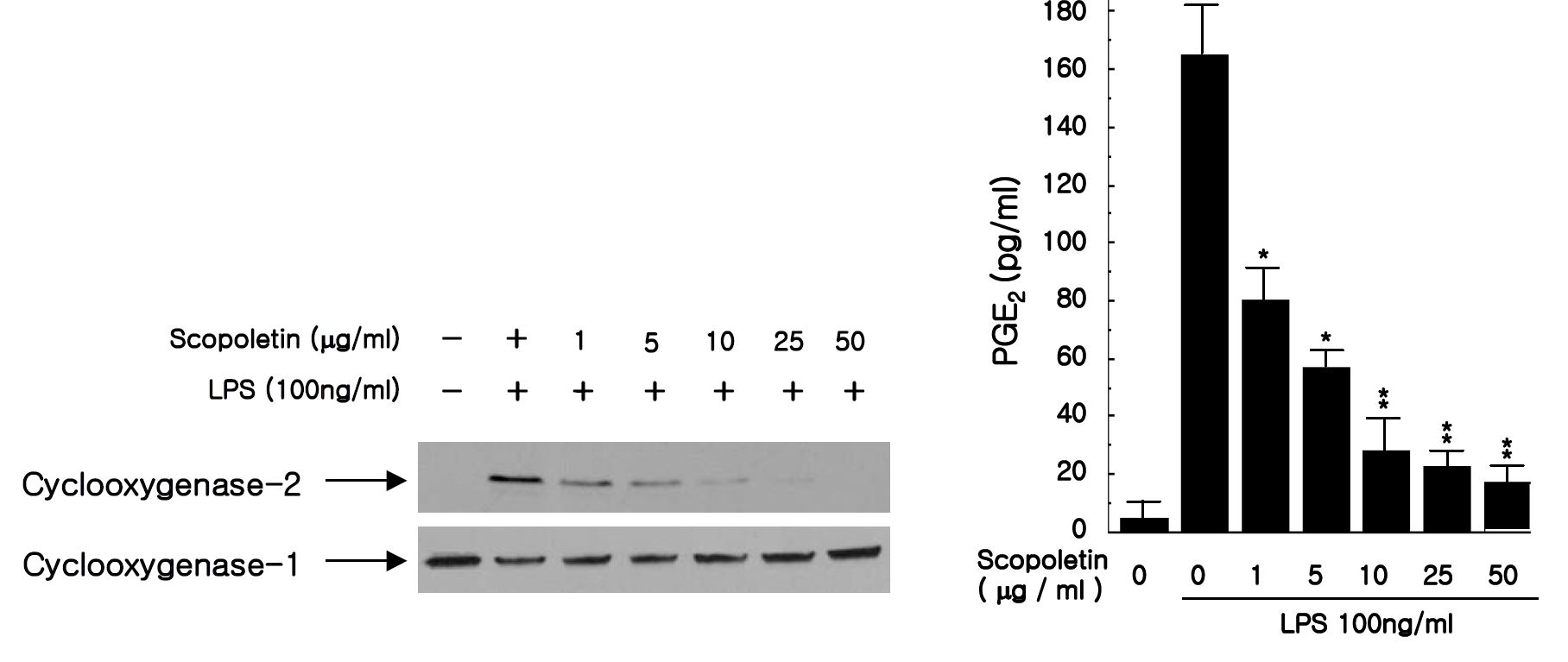 그림 30. LPS로 활성화된 RAW 264.7에서 COX-2 발현과 PGE2 생성에 미치는 scoploetin의 억제효과