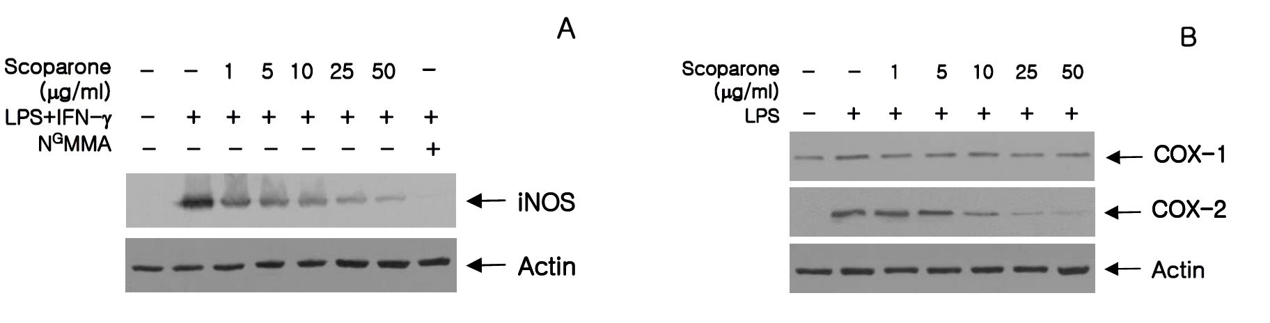 그림 33. LPS와 IFN-γ로 활성화된 RAW 264.7에서 iNOS와 COX-2 발현에 미치는 scoparone의 억제효과