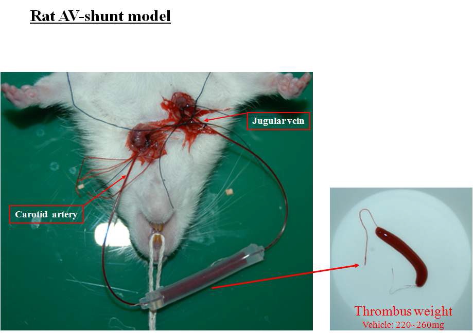 Fig 7) Rat 정맥혈전 동물실험 모델