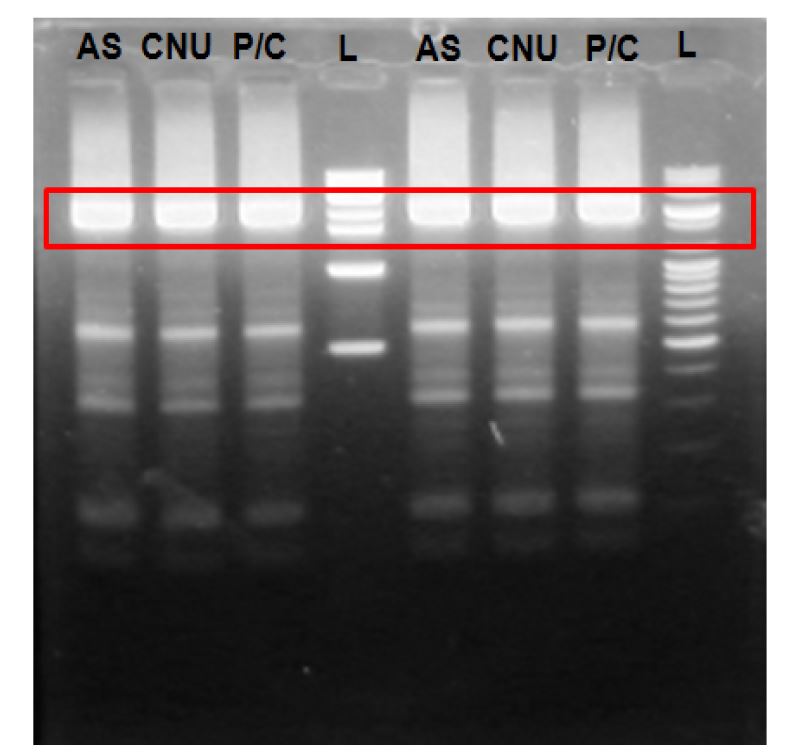 그림 1. 국내 농장에서 분리된 PED 바이러스의 PCR 확인