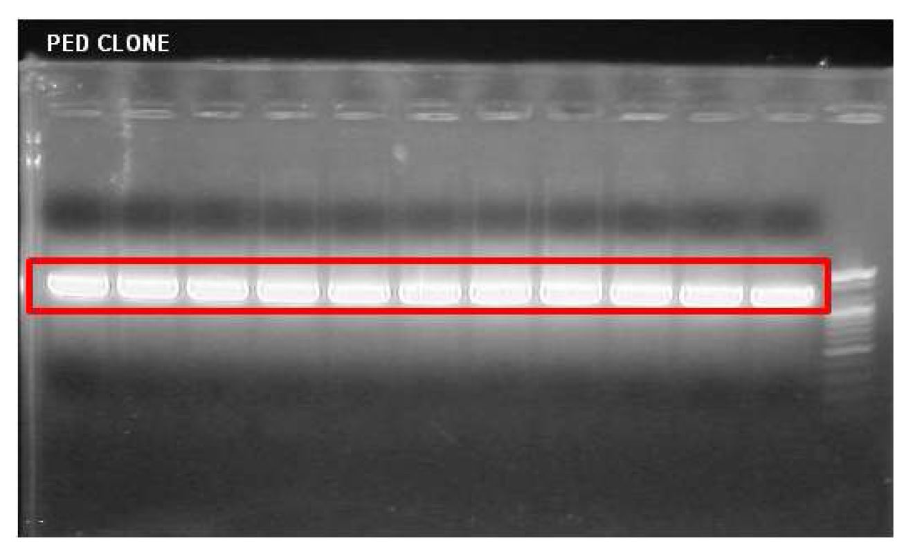 그림 5. PED 타겟 유전자 합성 확인