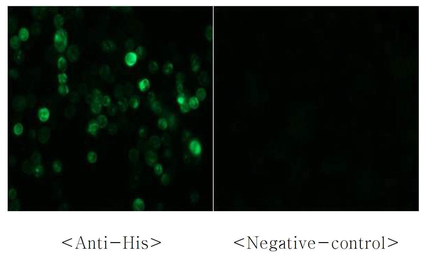 그림 7. 곤충세포 도입을 통한 발현 확인 (anti-polyhistidine 항체 사용)